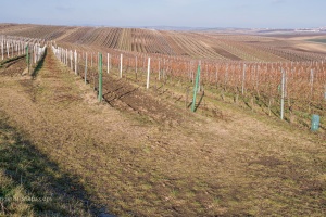 Vineyards Velke Pavlovice in the end of the winter