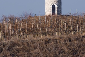 Vineyards Velke Pavlovice in the end of the winter