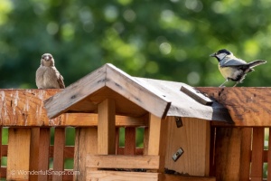 A Sparrow