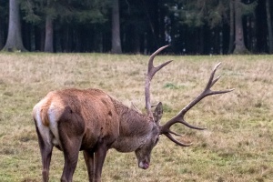 A fallow-deer with his family in Nature Park