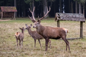 A fallow-deer with his family in Nature Park