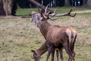 A fallow-deer with his family in Nature Park