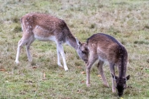 A fallow-deer with his family in Nature Park