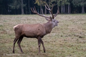 A fallow-deer with his family in Nature Park