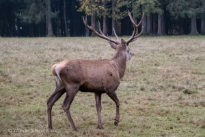 A fallow-deer with his family in Nature Park