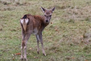 A fallow-deer with his family in Nature Park