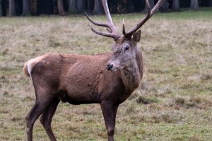 A fallow-deer with his family in Nature Park