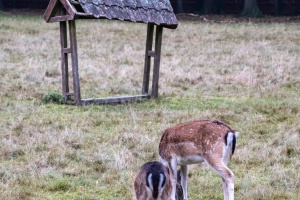 A fallow-deer with his family in Nature Park