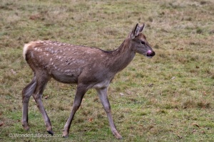 A fallow-deer with his family in Nature Park