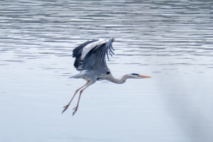 Photo Collections of Birds from Different Ponds