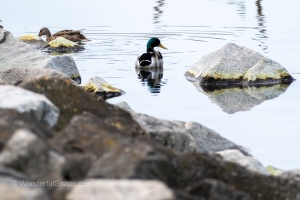 Photo Collections of Birds from Different Ponds