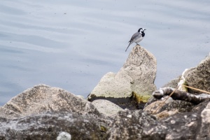 Photo Collections of Birds from Different Ponds