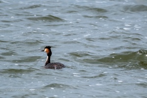 Photo Collections of Birds from Different Ponds
