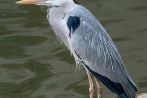 Photo Collections of Birds from Different Ponds