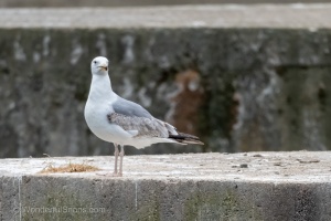 Photo Collections of Birds from Different Ponds