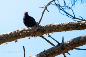 Photo Collections of Birds from Different Ponds