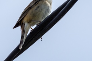 Photo Collections of Birds from Different Ponds