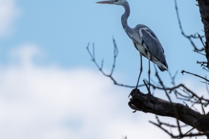 Photo Collections of Birds from Different Ponds