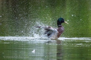 Photo Collections of Birds from Different Ponds