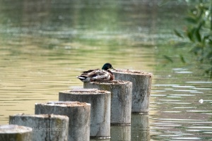 Photo Collections of Birds from Different Ponds