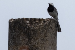 Photo Collections of Birds from Different Ponds