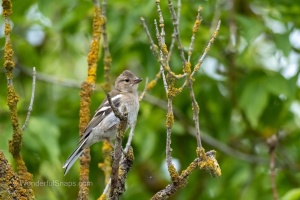 Photo Collections of Birds from Different Ponds