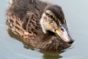 Photo Collections of Birds from Different Ponds