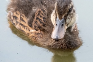 Photo Collections of Birds from Different Ponds