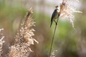 Photo Collections of Birds from Different Ponds