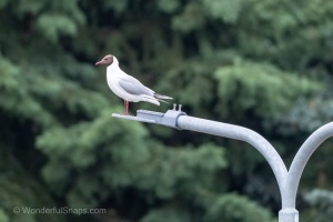 Photo Collections of Birds from Different Ponds