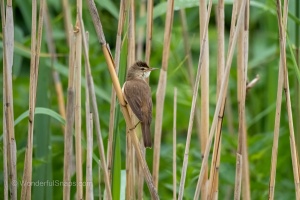 Photo Collections of Birds from Different Ponds