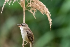Photo Collections of Birds from Different Ponds