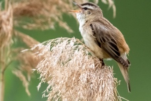 Photo Collections of Birds from Different Ponds