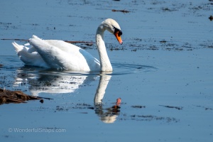 Birds by the Pond