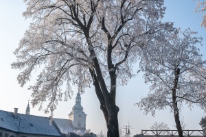 Tovacov Castle and Frozen Trees in the Backyard
