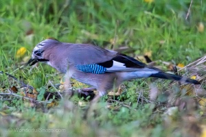 An Eurasian Jay in the Kromeriz Park on a Hunt