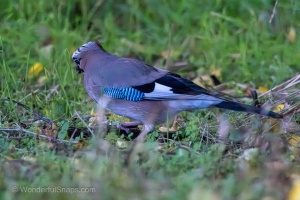An Eurasian Jay in the Kromeriz Park on a Hunt
