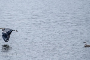 Wild Birds of the Nove Mlyny Reservoir and Lednice Park