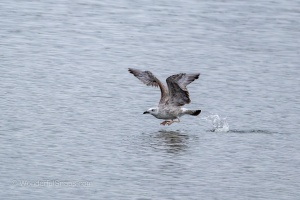 Wild Birds of the Nove Mlyny Reservoir and Lednice Park