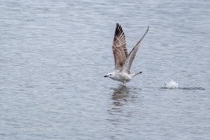 Wild Birds of the Nove Mlyny Reservoir and Lednice Park