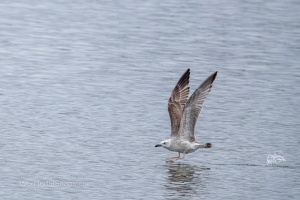 Wild Birds of the Nove Mlyny Reservoir and Lednice Park