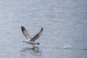 Wild Birds of the Nove Mlyny Reservoir and Lednice Park