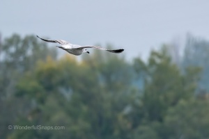 Wild Birds of the Nove Mlyny Reservoir and Lednice Park