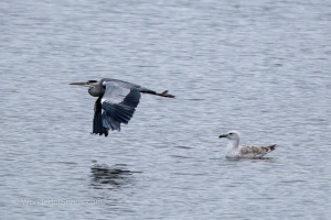 Wild Birds of the Nove Mlyny Reservoir and Lednice Park