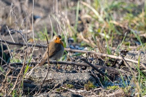 European Robin (Erithacus rubecula) in the winter grass