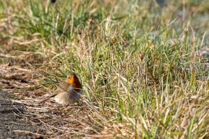 European Robin (Erithacus rubecula) in the winter grass