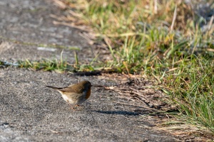 European Robin (Erithacus rubecula) in the winter grass