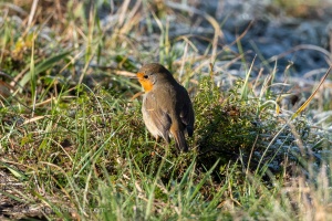European Robin (Erithacus rubecula) in the winter grass
