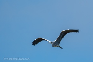 Swan and Heron in Balance