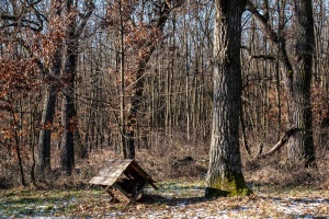 Winter Stillness at the Temple of Diana